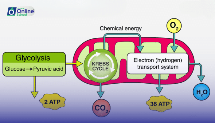 Lesson 08: The Power Without Oxygen: Anaerobic Respiration